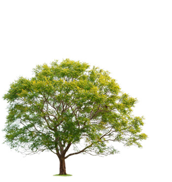 A beautiful tree