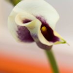 Chicago-Oral-Surgery---Andersonville---Orchid-3-lobby