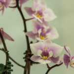 Chicago-Oral-Surgery---Andersonville---Orchid-4