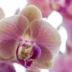 Chicago-Oral-Surgery---Andersonville---Orchid-5-office