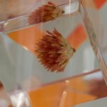 Chicago-Oral-Surgery---Andersonville---Patient-exit-flower-close-up