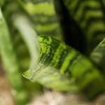 Chicago-Oral-Surgery---Andersonville---Reception-plant-close-up
